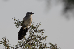 Centropus superciliosus