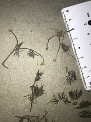 Ranunculus trichophyllus