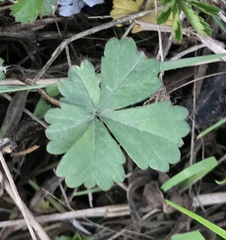 Potentilla sterilis