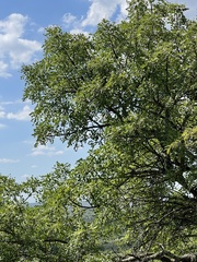 Sclerocarya birrea caffra