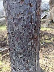 Cupressus