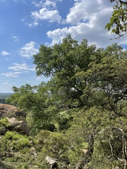 Sclerocarya birrea caffra