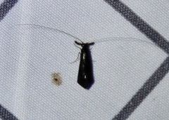 Mystacides sepulchralis