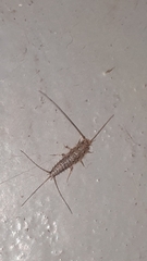Lepismatidae