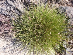 Genista umbellata