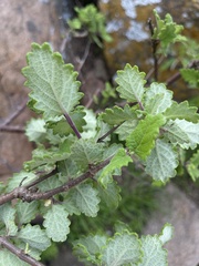Tetradenia brevispicata