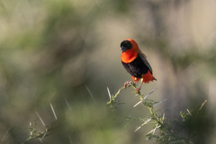 Euplectes franciscanus