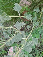 Sphaeralcea bonariensis