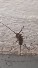 Lepismatidae