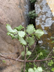 Tetradenia brevispicata