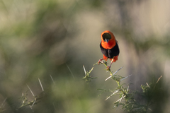 Euplectes franciscanus