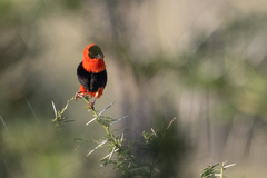 Euplectes franciscanus