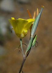 Calochortus concolor