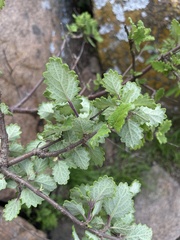 Tetradenia brevispicata
