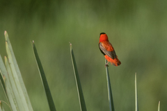 Euplectes franciscanus