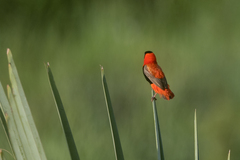 Euplectes franciscanus