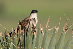 Centropus senegalensis
