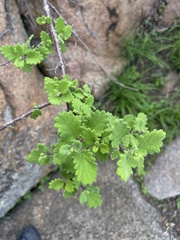 Tetradenia brevispicata