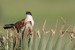 Centropus senegalensis