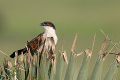 Centropus senegalensis