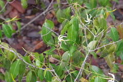 Landolphia camptoloba