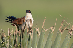 Centropus senegalensis