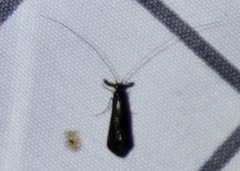 Mystacides sepulchralis