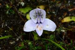 Disa longicornu
