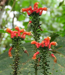 Centropogon granulosus