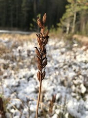 Dactylorhiza maculata