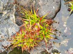Juncus lomatophyllus
