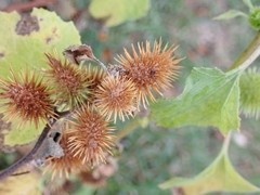 Xanthium orientale italicum