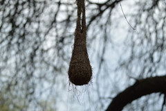 Psarocolius decumanus