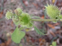 Xanthium orientale italicum