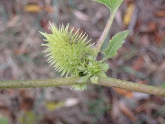 Xanthium orientale italicum