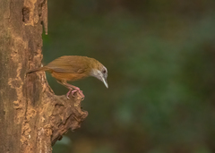 Malacocincla abbotti