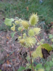 Xanthium orientale italicum