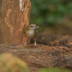 Malacocincla abbotti