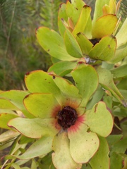 Leucadendron pubibracteolatum