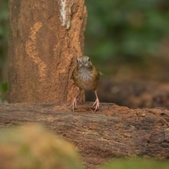 Malacocincla abbotti