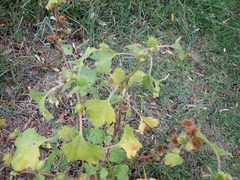 Xanthium orientale italicum