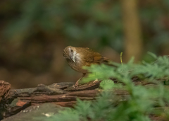 Malacocincla abbotti