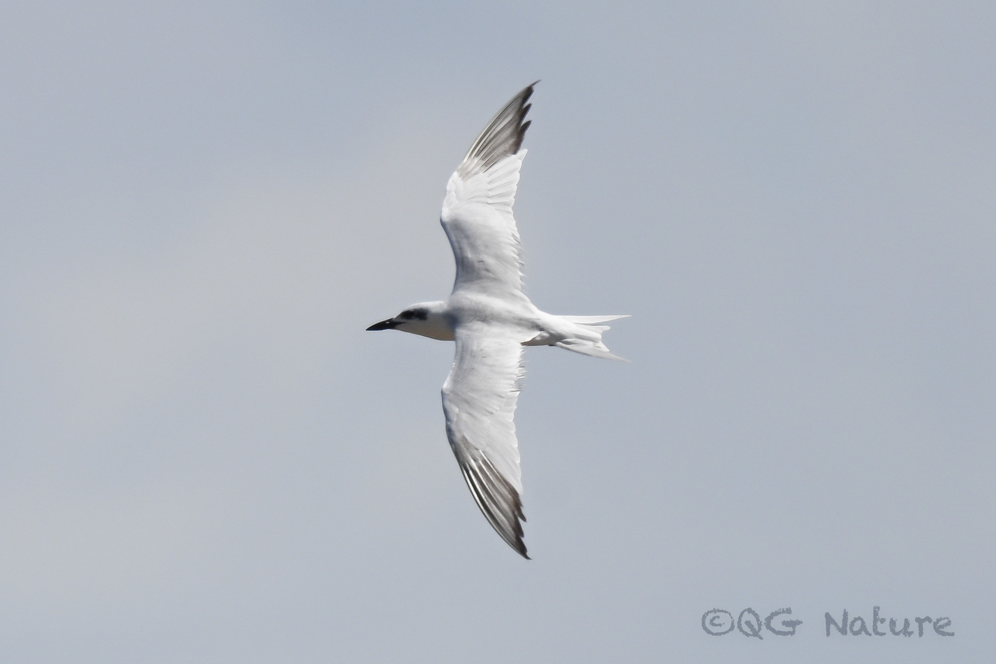 Gull-billed Tern
