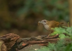 Malacocincla abbotti