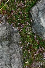 Lobelia eckloniana