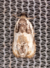 Olethreutes griseoalbana