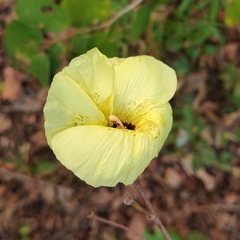 Hibiscus tiliaceus