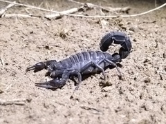 Androctonus crassicauda