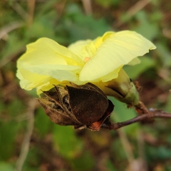 Hibiscus tiliaceus