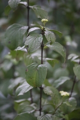 Cornus sanguinea